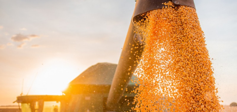 Brasil atinge recorde na colheita de grãos, com 350,2 milhões de toneladas