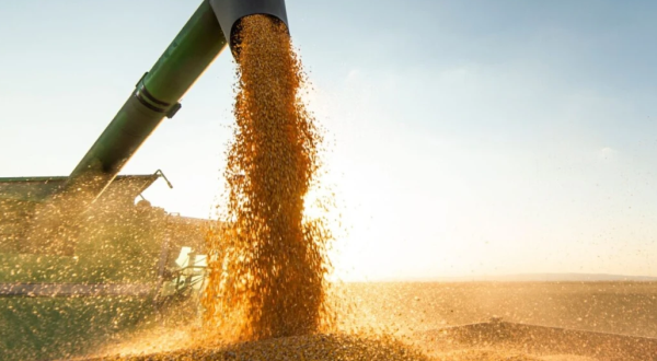 Bahia deve produzir 14,5 mi de toneladas de grãos na safra 2025/2026