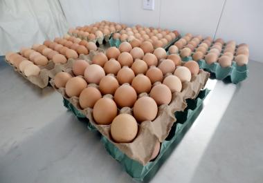 Bahia lidera avicultura no Nordeste com crescimento de 16,3% em ovos e 152 milhões de aves | SECOM