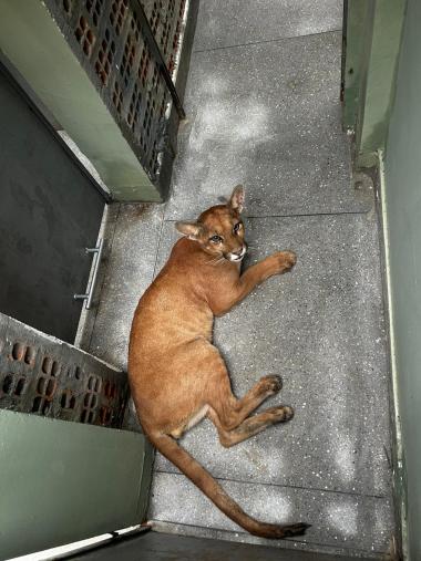 Onça-parda é resgatada em residência de Luís Eduardo Magalhães | SECOM