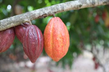 Governo da Bahia ganha protagonismo nacional com articulação para suspensão de importações de cacau da Costa do Marfim | SECOM