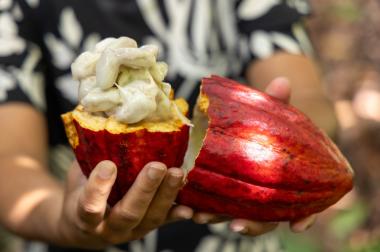 Importação de cacau da Costa do Marfim é suspensa após articulação liderada pela Bahia | SECOM