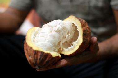 Lei que estabelece percentual mínimo de cacau vai beneficiar produtores baianos | SECOM