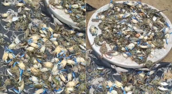 Morte de peixes e mariscos volta a ser registrada em São Tomé de Paripe