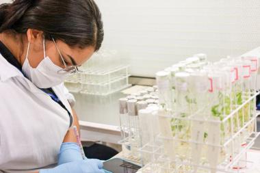 No Dia da Mandioca, pesquisa e parceria movem o avanço da cultura na Bahia | SECOM