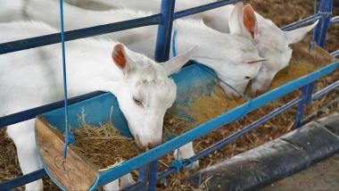 Seagri entrega Centro de Comercialização de Animais para potencializar produção de caprinos e ovinos no Norte baiano | SECOM
