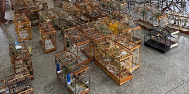 Torneio de pássaros é interrompido e 95 aves são resgatadas