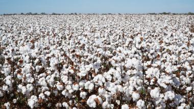 Bahia celebra Dia Mundial do Algodão com produção de 1,8 milhão de toneladas e alta de 21,9% no valor gerado | SECOM