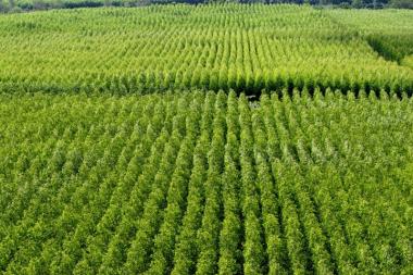 Seagri, Abaf e UFRB promovem seminário sobre produção florestal em Cruz das Almas | SECOM